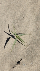 Dicoria canescens