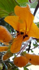 Columnea strigosa