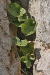 Arisarum