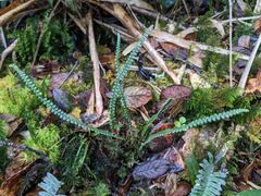 Melpomene moniliformis