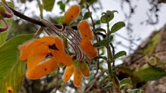 Columnea strigosa