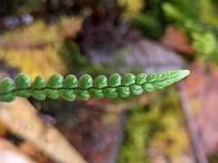 Melpomene moniliformis