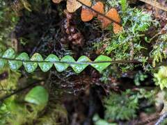 Melpomene moniliformis