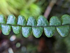 Melpomene moniliformis