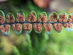 Melpomene moniliformis