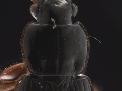 Bradycellus lugubris