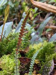 Melpomene moniliformis