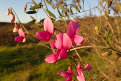 Lathyrus vestitus alefeldii