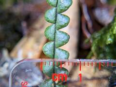 Melpomene moniliformis