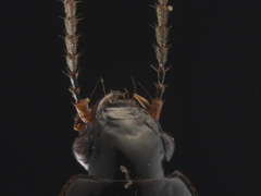 Bradycellus lugubris