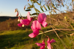 Lathyrus vestitus alefeldii