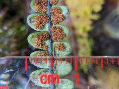 Melpomene moniliformis