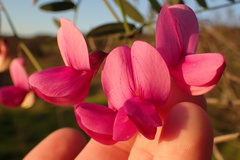 Lathyrus vestitus alefeldii