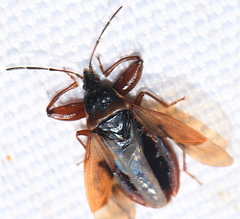 Gastrodes abietum