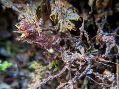 Melpomene moniliformis