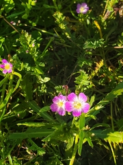 Calandrinia menziesii