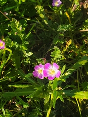 Calandrinia menziesii