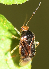 Monalocoris filicis