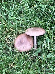Fungi