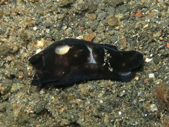 Melanochlamys