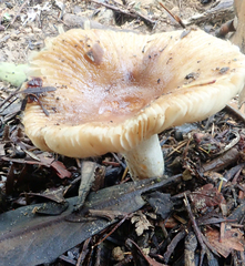 Russula acrolamellata