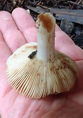 Russula acrolamellata