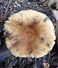 Russula acrolamellata