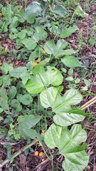 Gurania lobata