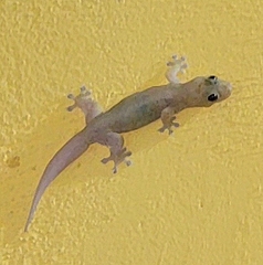 Gehyra mutilata