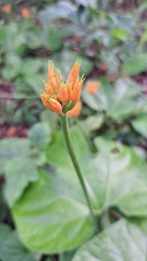Gurania lobata