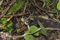 Corybas hypogaeus