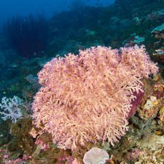 Chironephthya