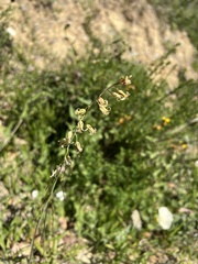 Caulanthus heterophyllus