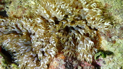 Lebrunia neglecta