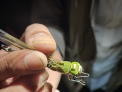 Anax parthenope julius
