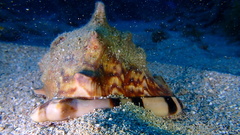Cassis tuberosa
