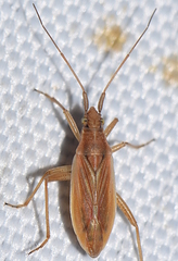 Stenodema holsata