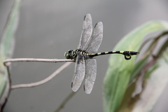 Sinictinogomphus clavatus