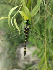 Epophthalmia elegans