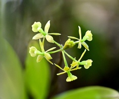 Epidendrum rigidum