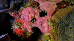 Halisarca caerulea