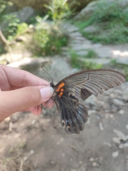 Papilio memnon