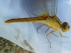 Crocothemis