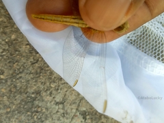Crocothemis