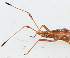 Berytinus