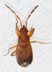 Notochilus ferrugineus
