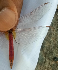 Trithemis annulata