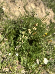 Caulanthus heterophyllus