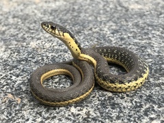 Thamnophis hammondii