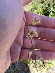 Caulanthus heterophyllus